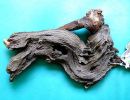 WYSIWYG Lots #41 MOPANI AFRICAN WOOD Medium size, for aquascaping, ZOO MED