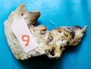 WYSIWYG Lots #61 MOPANI AFRICAN WOOD Medium size, for aquascaping, ZOO MED