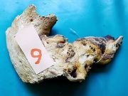 WYSIWYG Lots #61 MOPANI AFRICAN WOOD Medium size, for aquascaping, ZOO MED
